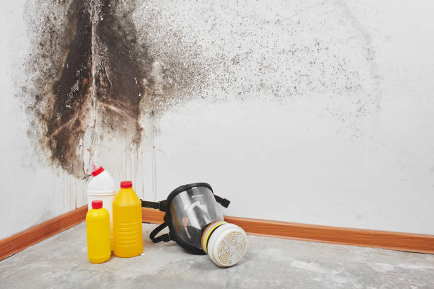 Office Mold Removal Services in Albany, KY